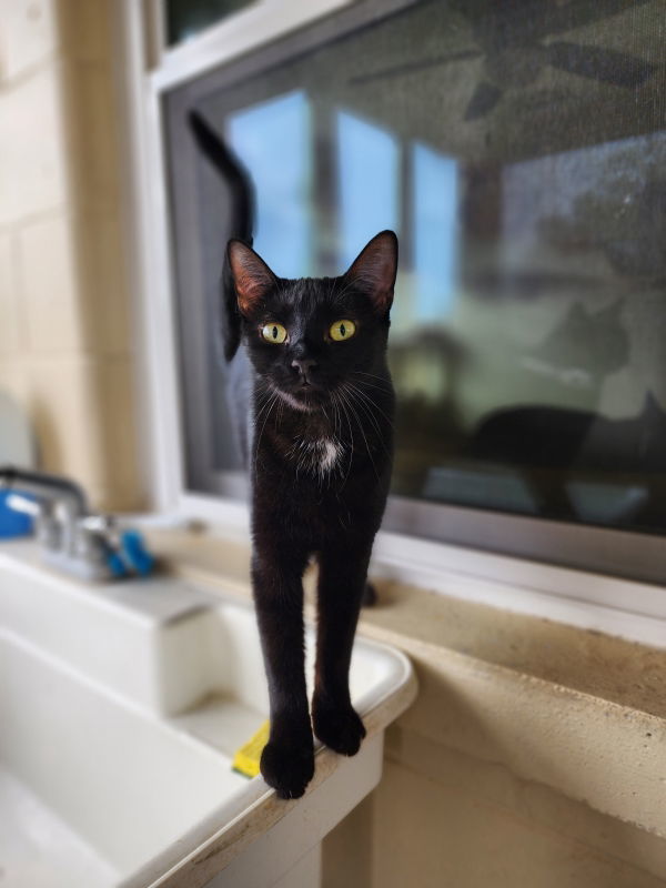 Sheba, an adoptable Domestic Short Hair, Bombay in Ocala, FL, 34482 | Photo Image 3