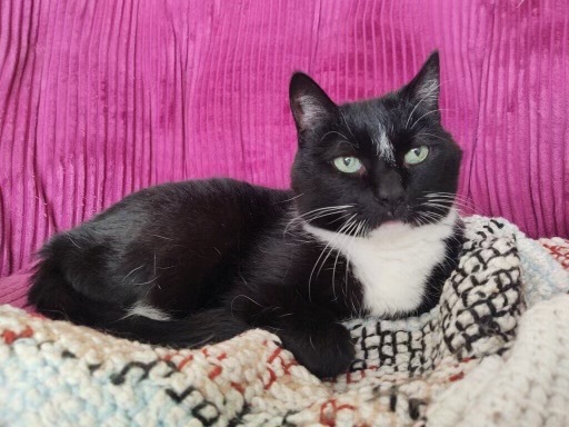 Camellia, an adoptable Domestic Short Hair in North Tonawanda, NY, 14120 | Photo Image 1