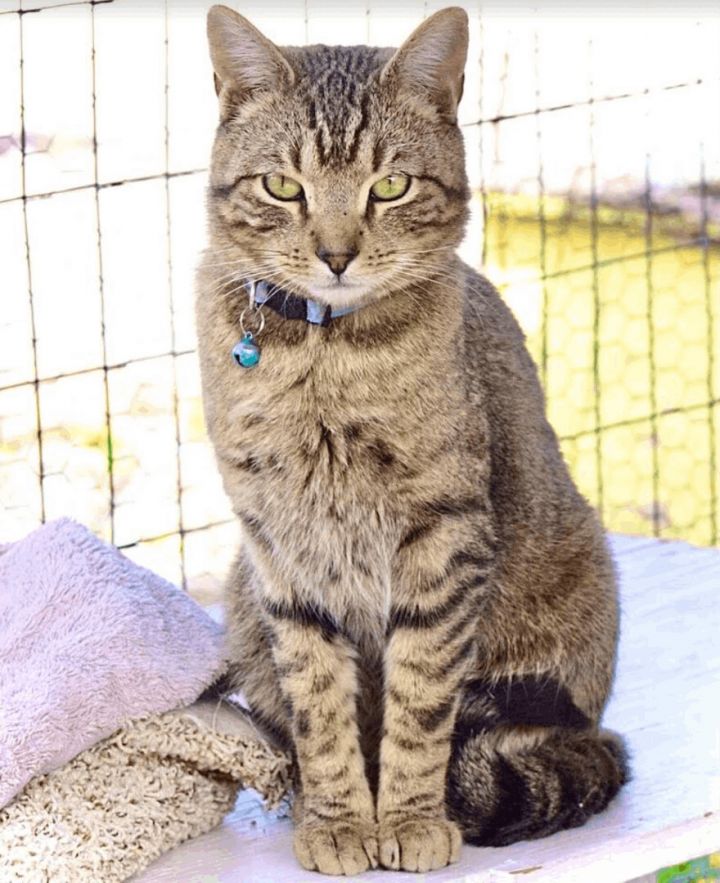 Cuddles, an adoptable Tabby in Williamsburg, NM_image-5