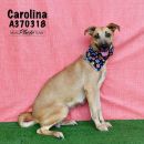 CAROLINA's profile on Petfinder.com