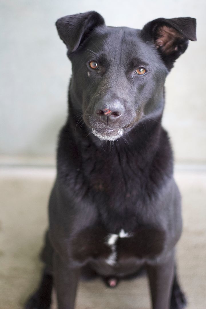 Dog for adoption - Benny, a Labrador Retriever Mix in Ottumwa, IA ...