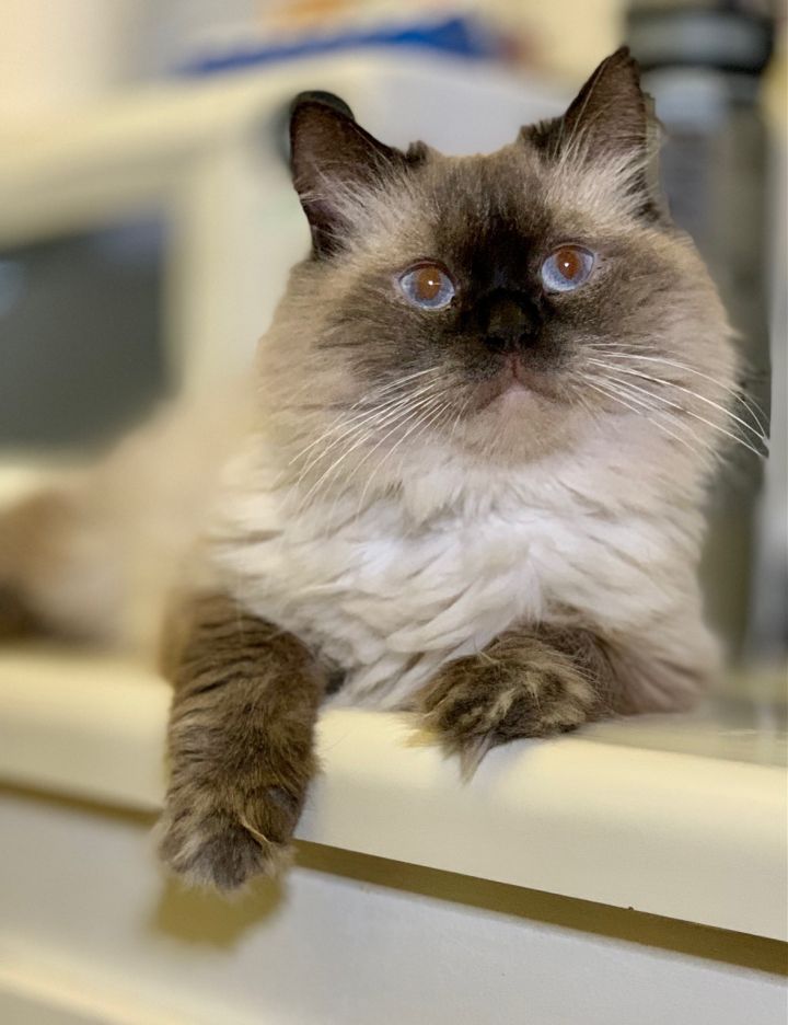 Brownie Saudi Himmy, an adoptable Himalayan & Siamese Mix in New York, NY_image-1