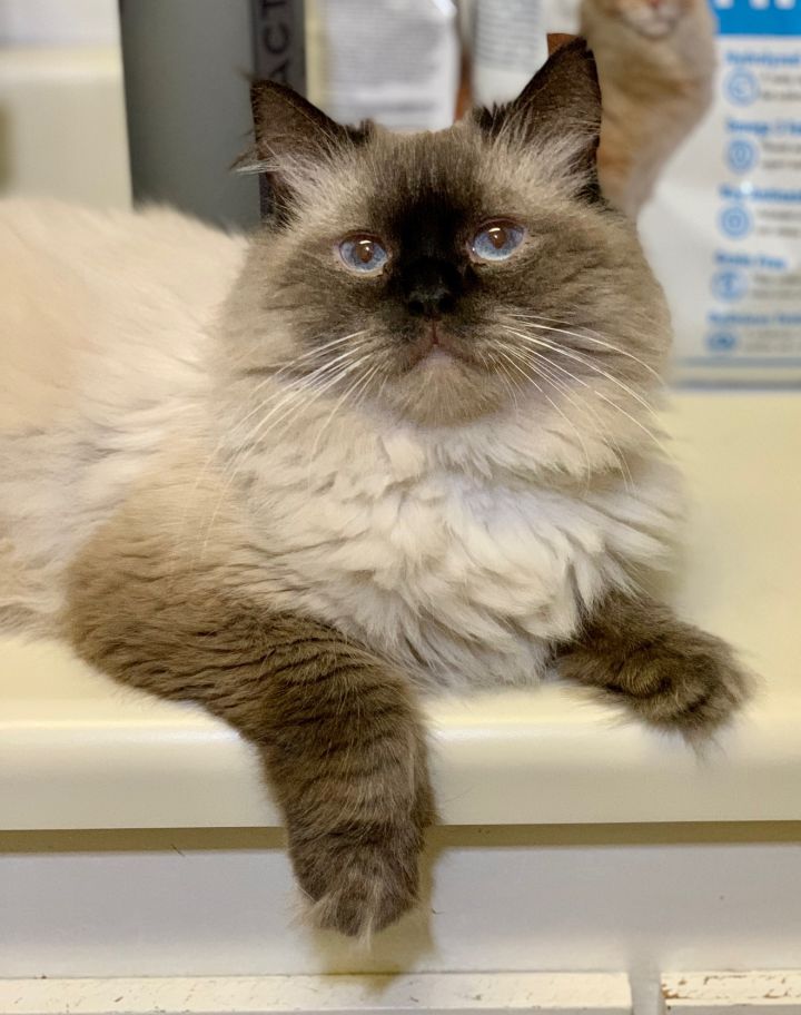 Brownie Saudi Himmy, an adoptable Himalayan & Siamese Mix in New York, NY_image-3