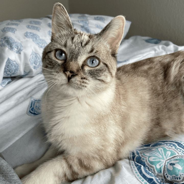 Amee - No Longer Accepting Applications, an adoptable Siamese Mix in Minneapolis, MN_image-1