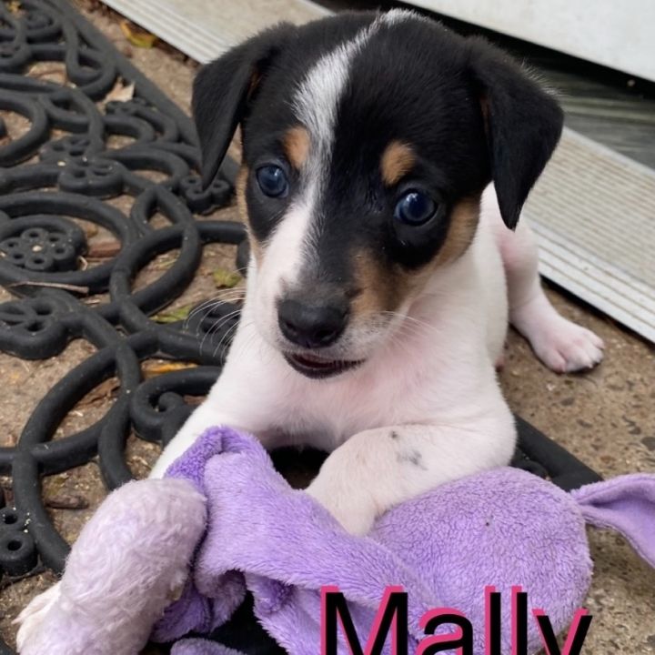 Mally 1