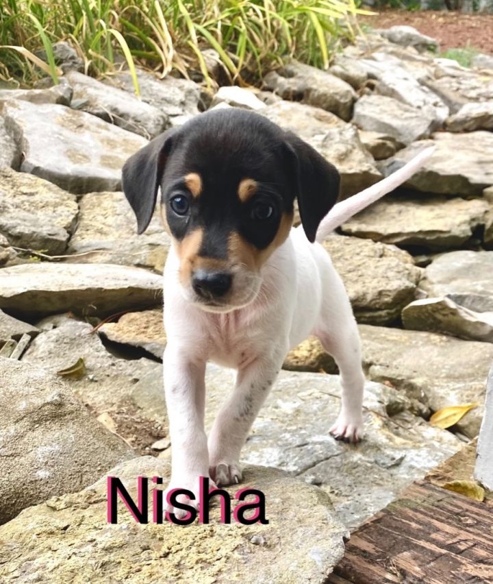 Nisha 2