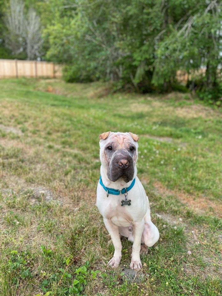 Dog for adoption - NEW! CHIP , a Shar-Pei in Vancouver, BC | Petfinder