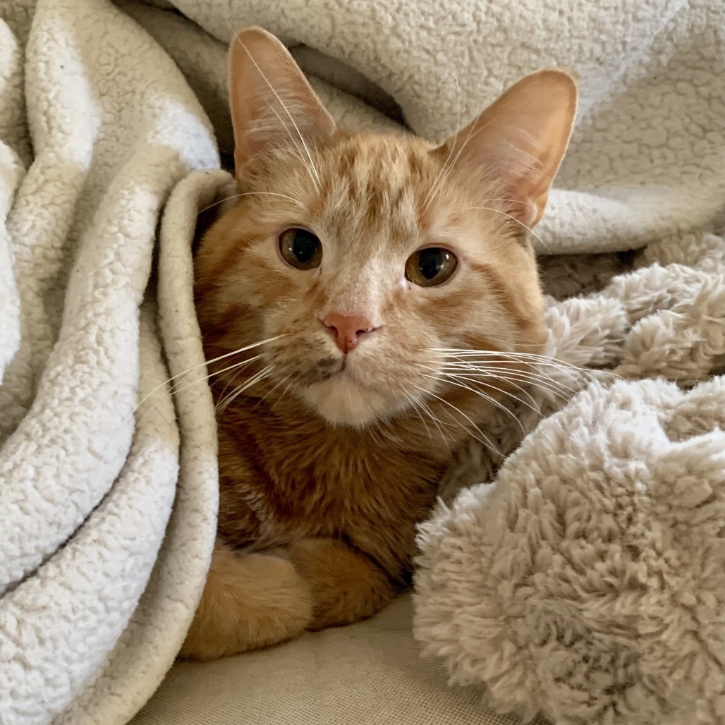 Filbert, an adoptable Domestic Short Hair in St. Paul, MN, 55119 | Photo Image 1