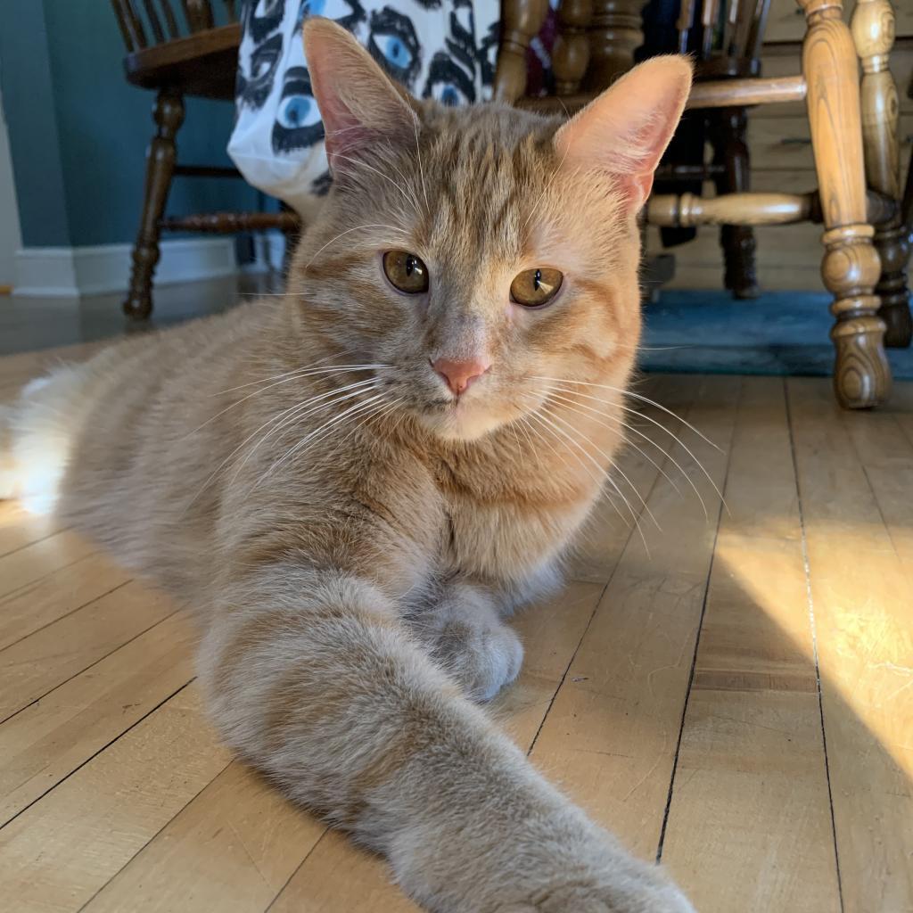 Filbert, an adoptable Domestic Short Hair in St. Paul, MN, 55119 | Photo Image 2