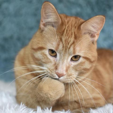Filbert, an adoptable Domestic Short Hair in St. Paul, MN, 55119 | Photo Image 3
