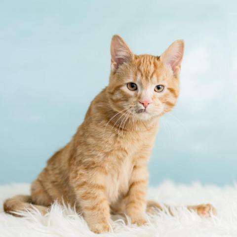 Filbert, an adoptable Domestic Short Hair in St. Paul, MN, 55119 | Photo Image 3