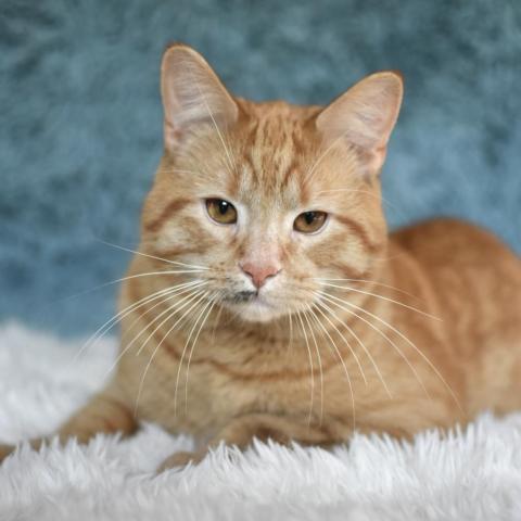 Filbert, an adoptable Domestic Short Hair in St. Paul, MN, 55119 | Photo Image 4