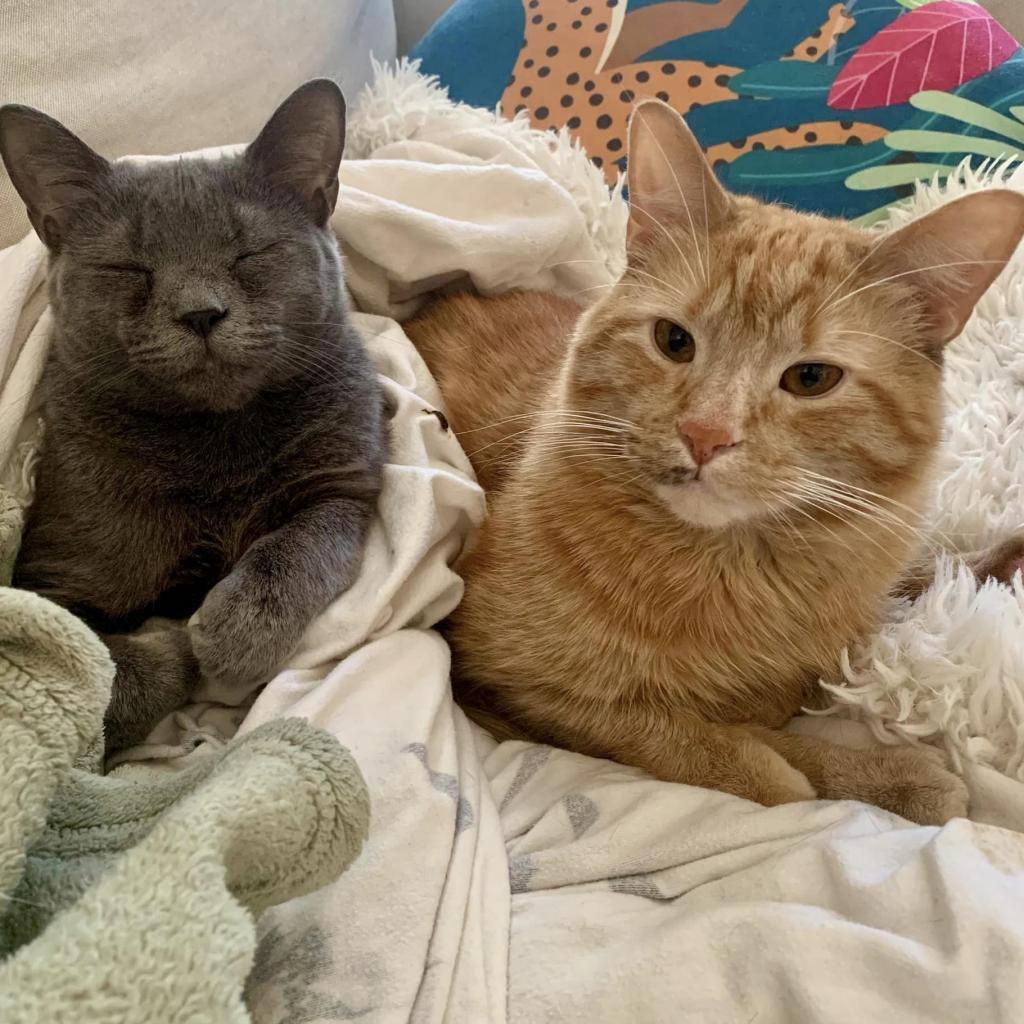 Filbert, an adoptable Domestic Short Hair in St. Paul, MN, 55119 | Photo Image 4