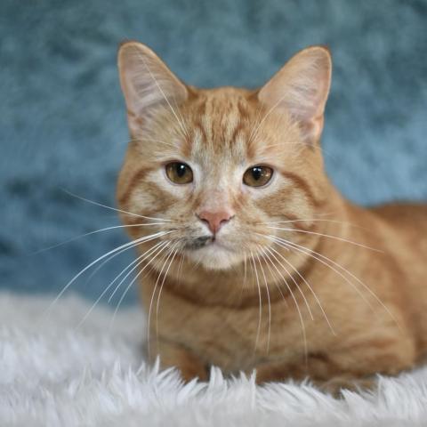 Filbert, an adoptable Domestic Short Hair in St. Paul, MN, 55119 | Photo Image 5