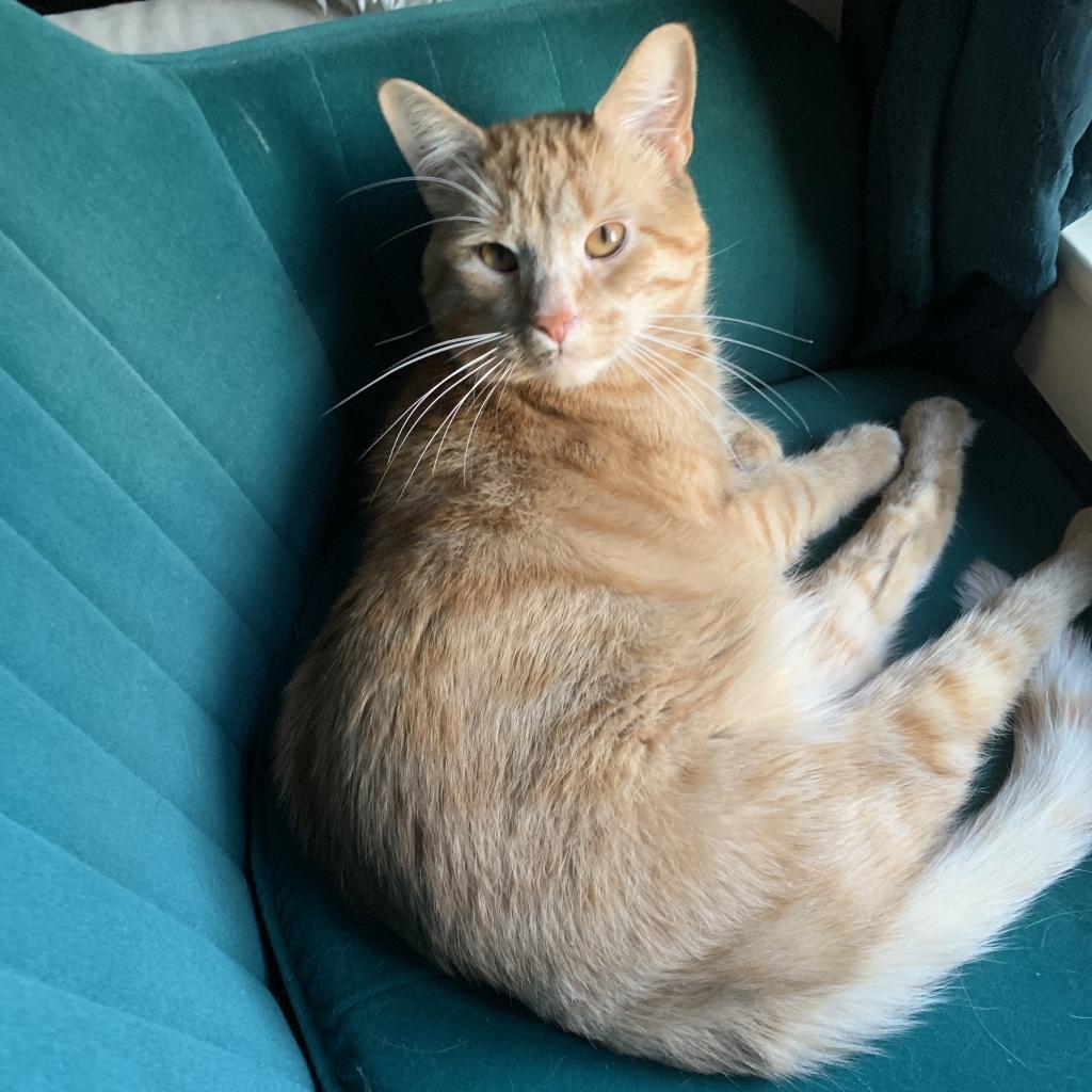 Filbert, an adoptable Domestic Short Hair in St. Paul, MN, 55119 | Photo Image 5