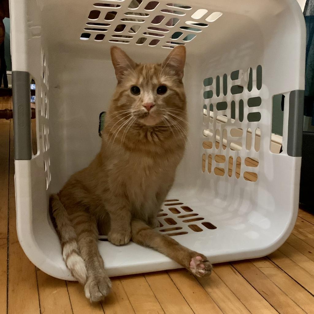 Filbert, an adoptable Domestic Short Hair in St. Paul, MN, 55119 | Photo Image 5