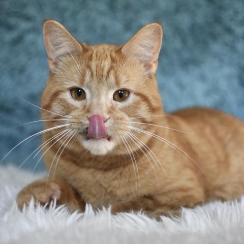 Filbert, an adoptable Domestic Short Hair in St. Paul, MN, 55119 | Photo Image 6