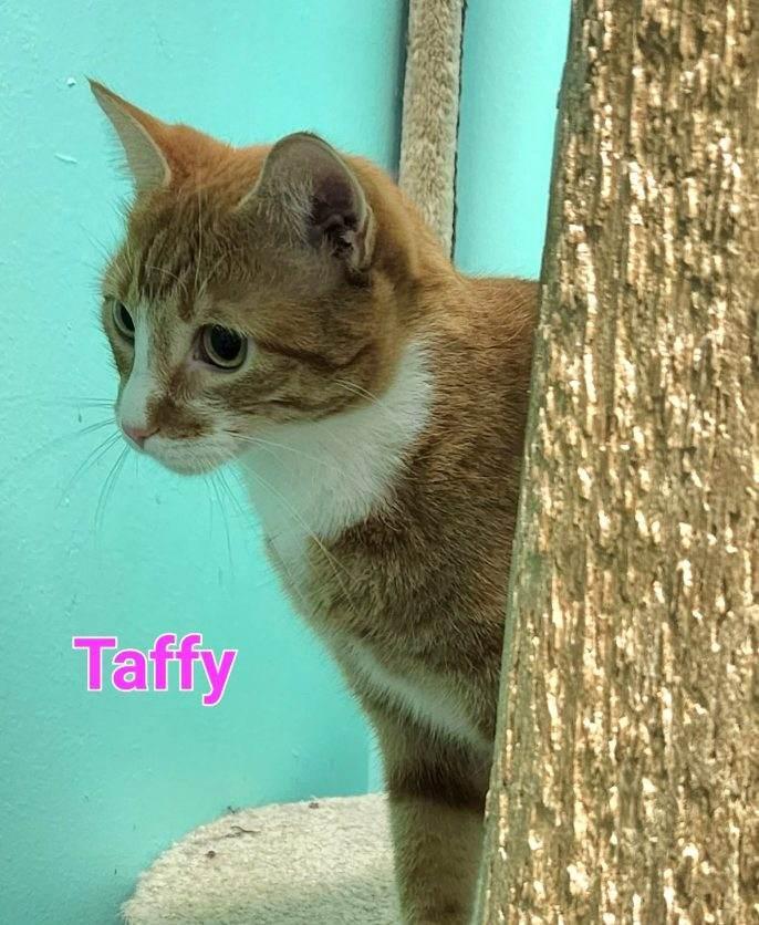 Taffy 4