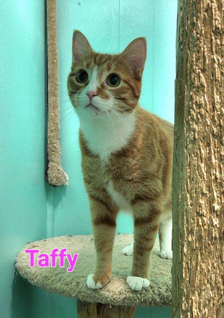 Taffy, an adoptable Domestic Short Hair Mix in Whitewater, WI_image-5