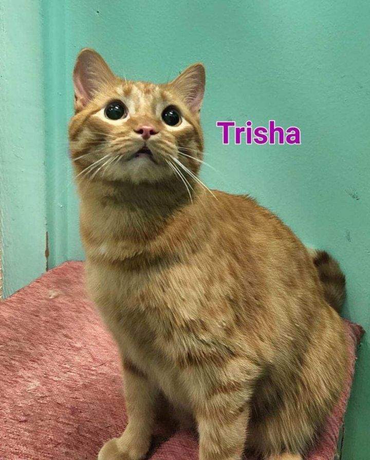 Trisha, an adoptable Domestic Short Hair Mix in Whitewater, WI_image-1