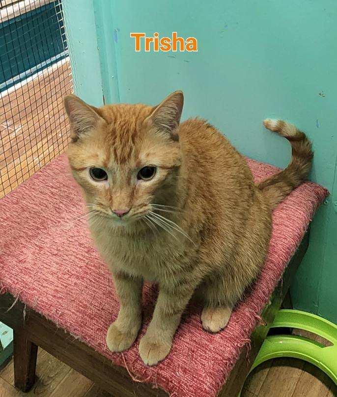 Trisha, an adoptable Domestic Short Hair Mix in Whitewater, WI_image-3