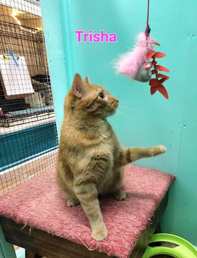 Trisha, an adoptable Domestic Short Hair Mix in Whitewater, WI_image-5