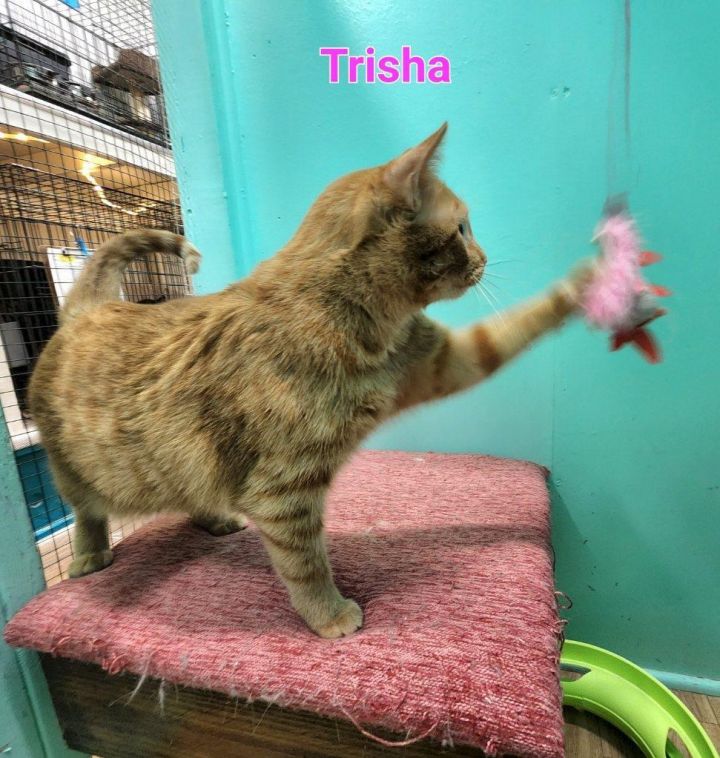 Trisha, an adoptable Domestic Short Hair Mix in Whitewater, WI_image-6