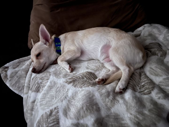 Duncan, an adoptable Chihuahua Mix in Coachella, CA_image-3