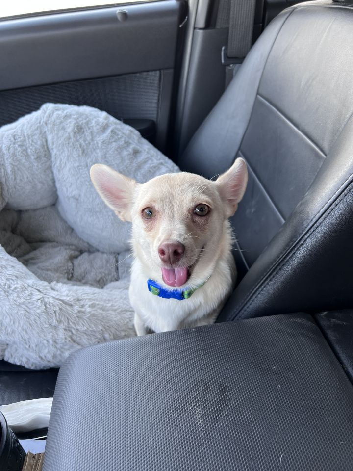 Duncan, an adoptable Chihuahua Mix in Coachella, CA_image-4