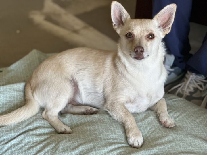 Duncan, an adoptable Chihuahua Mix in Coachella, CA_image-5