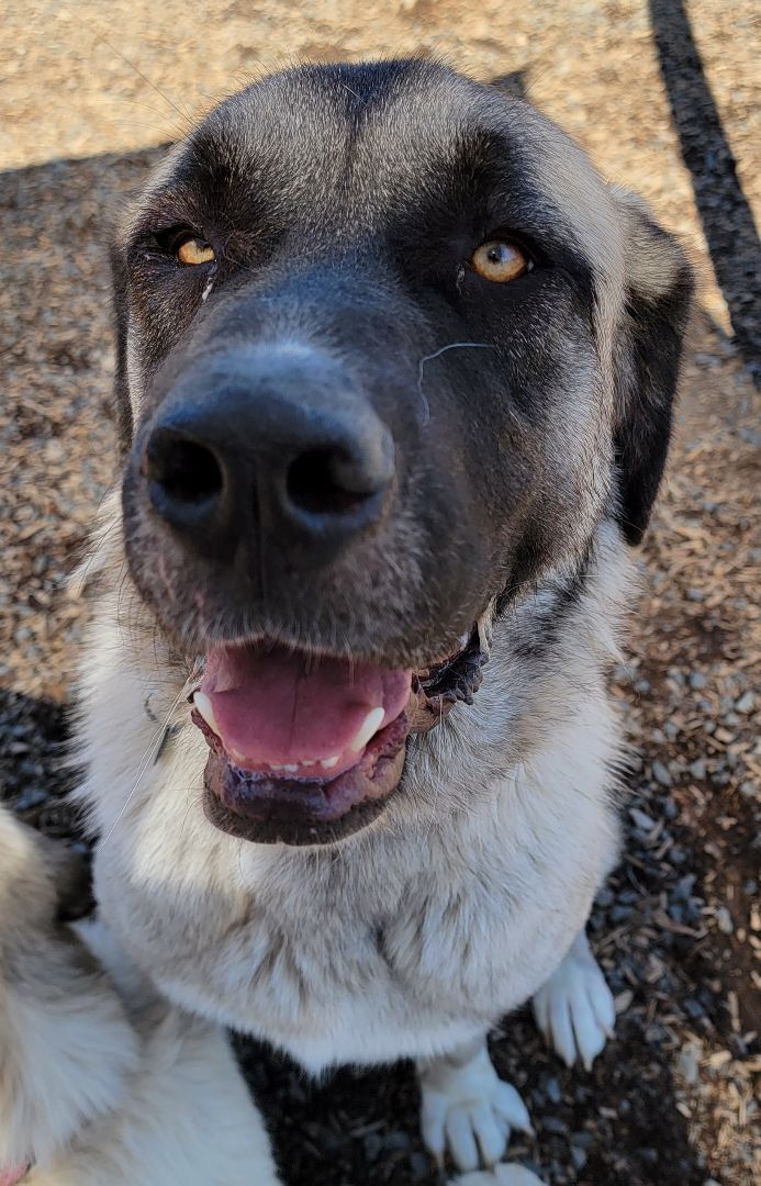 Coco, an adopted Anatolian Shepherd & Great Pyrenees Mix in Madras, OR_image-1