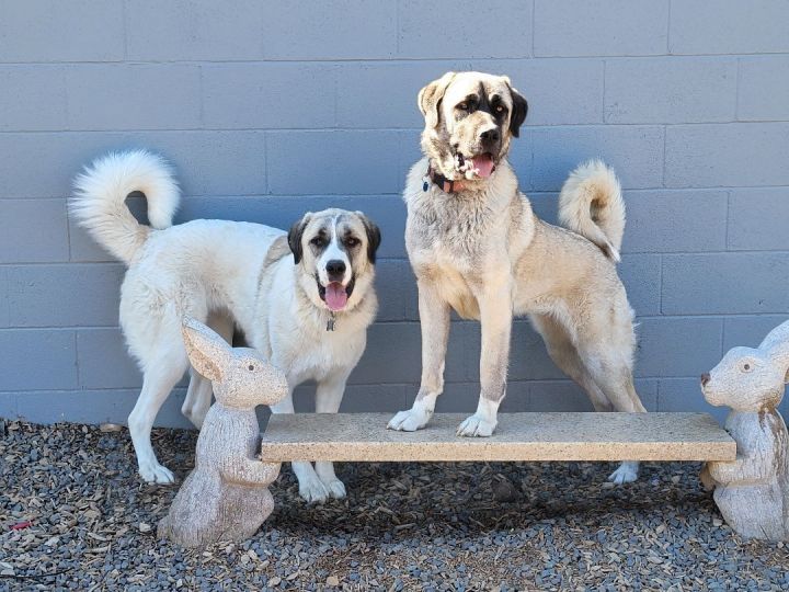 Coco, an adoptable Anatolian Shepherd & Great Pyrenees Mix in Madras, OR_image-6