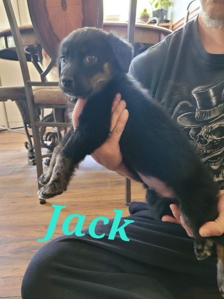 Jack Sparrow 3