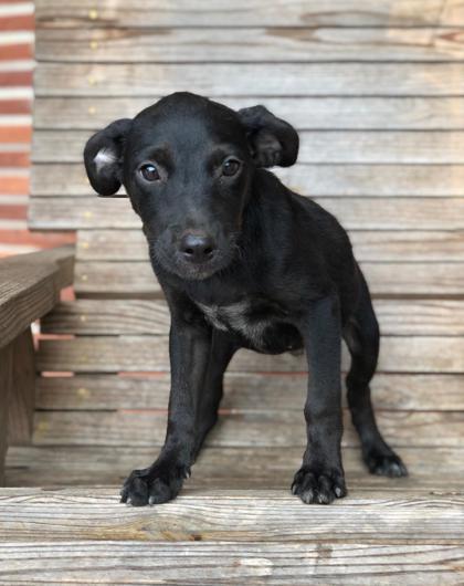 Beau, an adoptable Labrador Retriever Mix in Moultrie, GA_image-1
