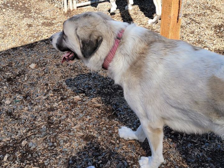 Twinkie, an adoptable Anatolian Shepherd & Great Pyrenees Mix in Madras, OR_image-3