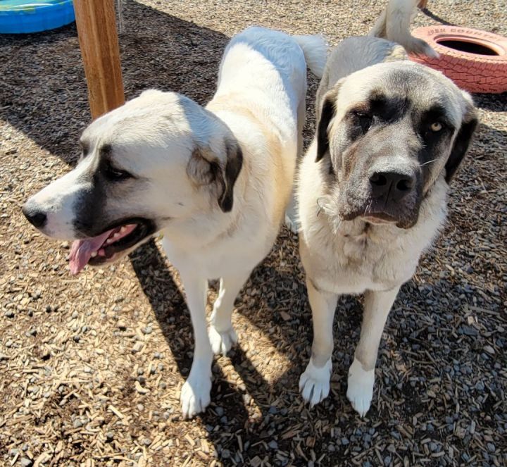 Twinkie, an adoptable Anatolian Shepherd & Great Pyrenees Mix in Madras, OR_image-6