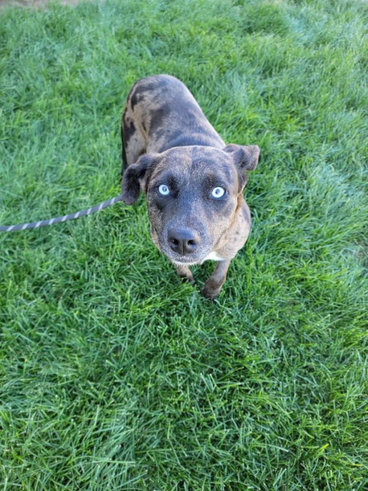 Coraline, an adoptable Catahoula Leopard Dog Mix in Madras, OR_image-2
