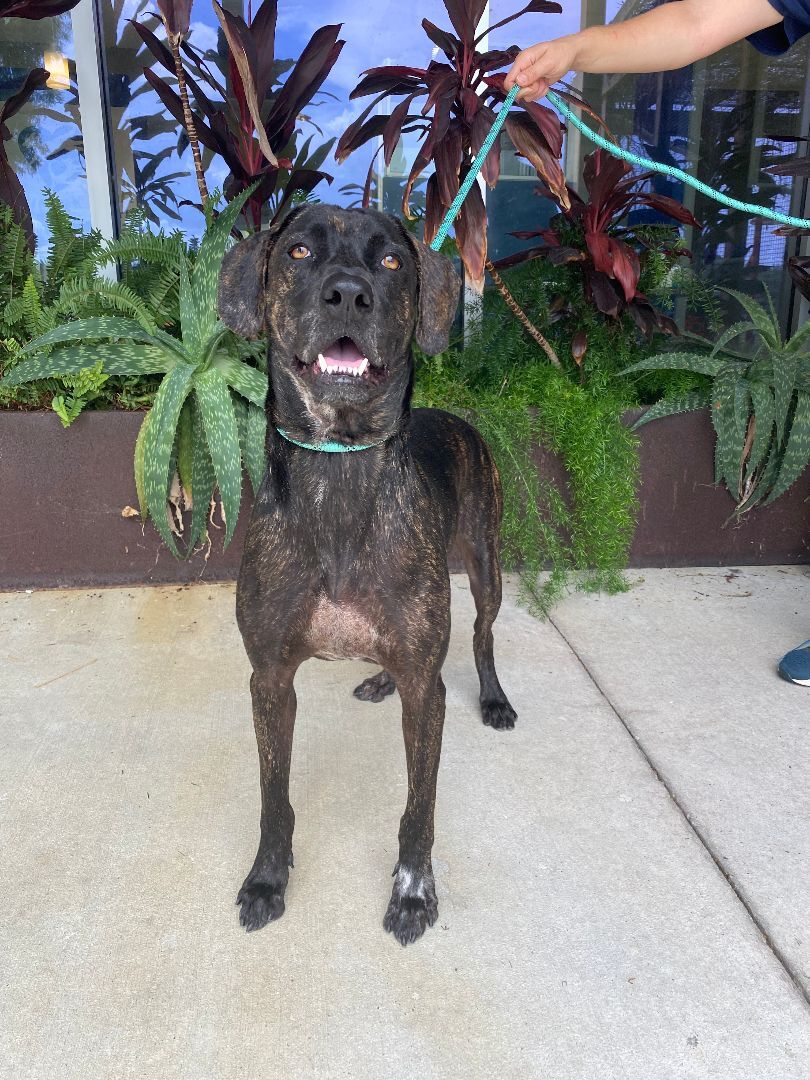 Loki (Underdog in Foster), an adoptable Plott Hound, Mixed Breed in New Orleans, LA, 70114 | Photo Image 3