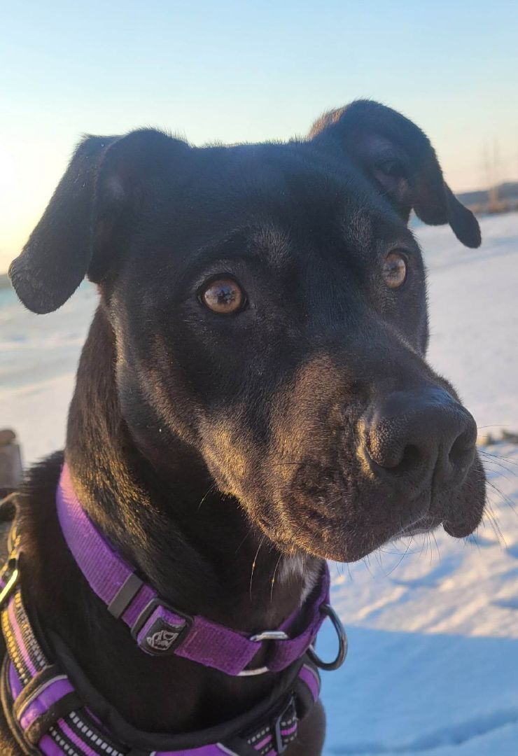 Ember, an adoptable Labrador Retriever in Chatsworth, ON, N0H 1G0 | Photo Image 2
