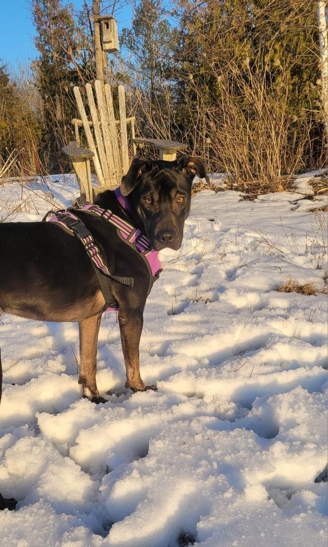 Ember, an adoptable Labrador Retriever in Chatsworth, ON, N0H 1G0 | Photo Image 3