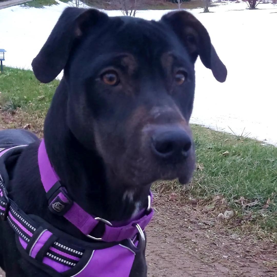 Ember, an adoptable Labrador Retriever in Chatsworth, ON, N0H 1G0 | Photo Image 4