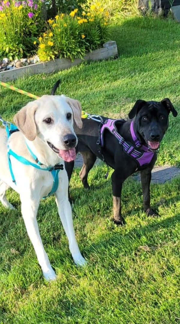 Ember, an adoptable Labrador Retriever in Chatsworth, ON, N0H 1G0 | Photo Image 6