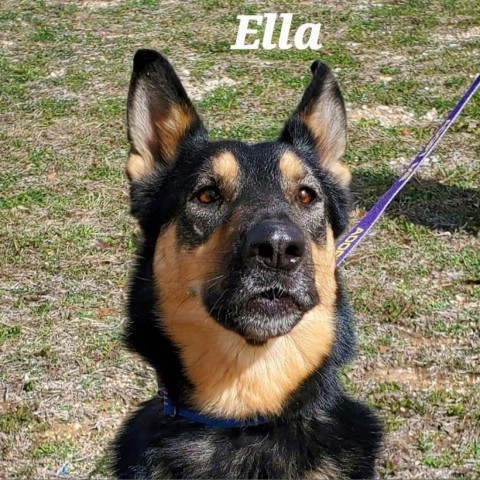 Ella JuM, an adoptable German Shepherd Dog in Austin, TX_image-1