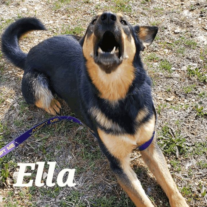 Ella JuM, an adoptable German Shepherd Dog in Austin, TX_image-2