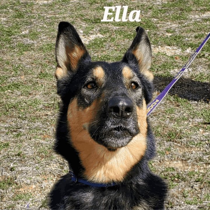 Ella JuM, an adoptable German Shepherd Dog in Austin, TX_image-3