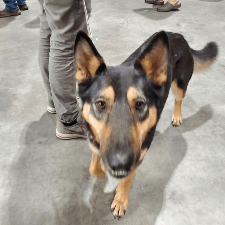 Ella JuM, an adoptable German Shepherd Dog in Austin, TX_image-5