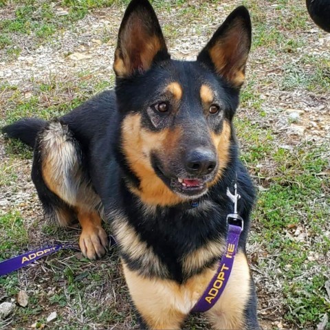 Ella JuM, an adoptable German Shepherd Dog in Austin, TX_image-6