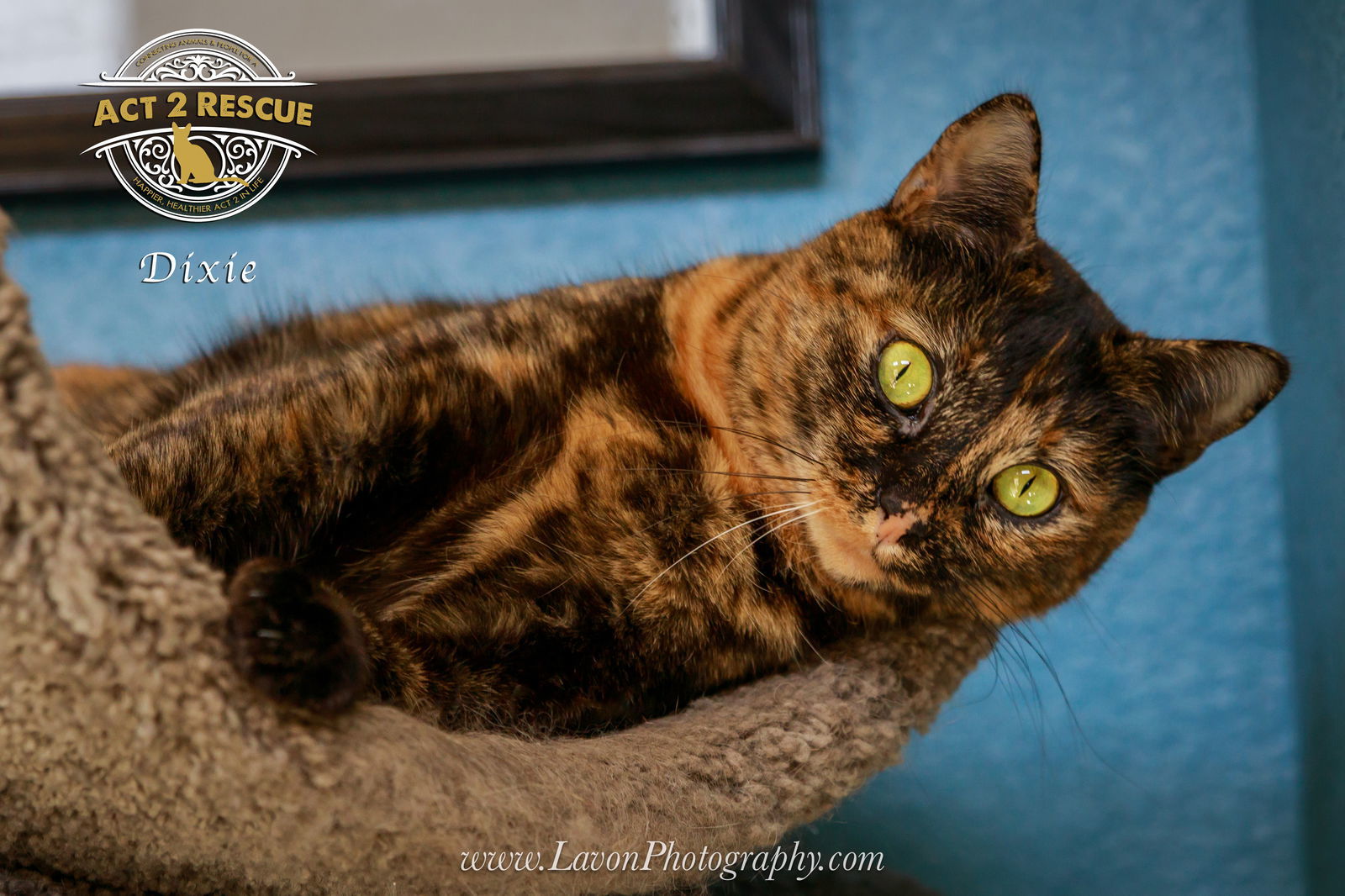 Dixie, an adoptable Tortoiseshell in Riverside, CA, 92503 | Photo Image 1
