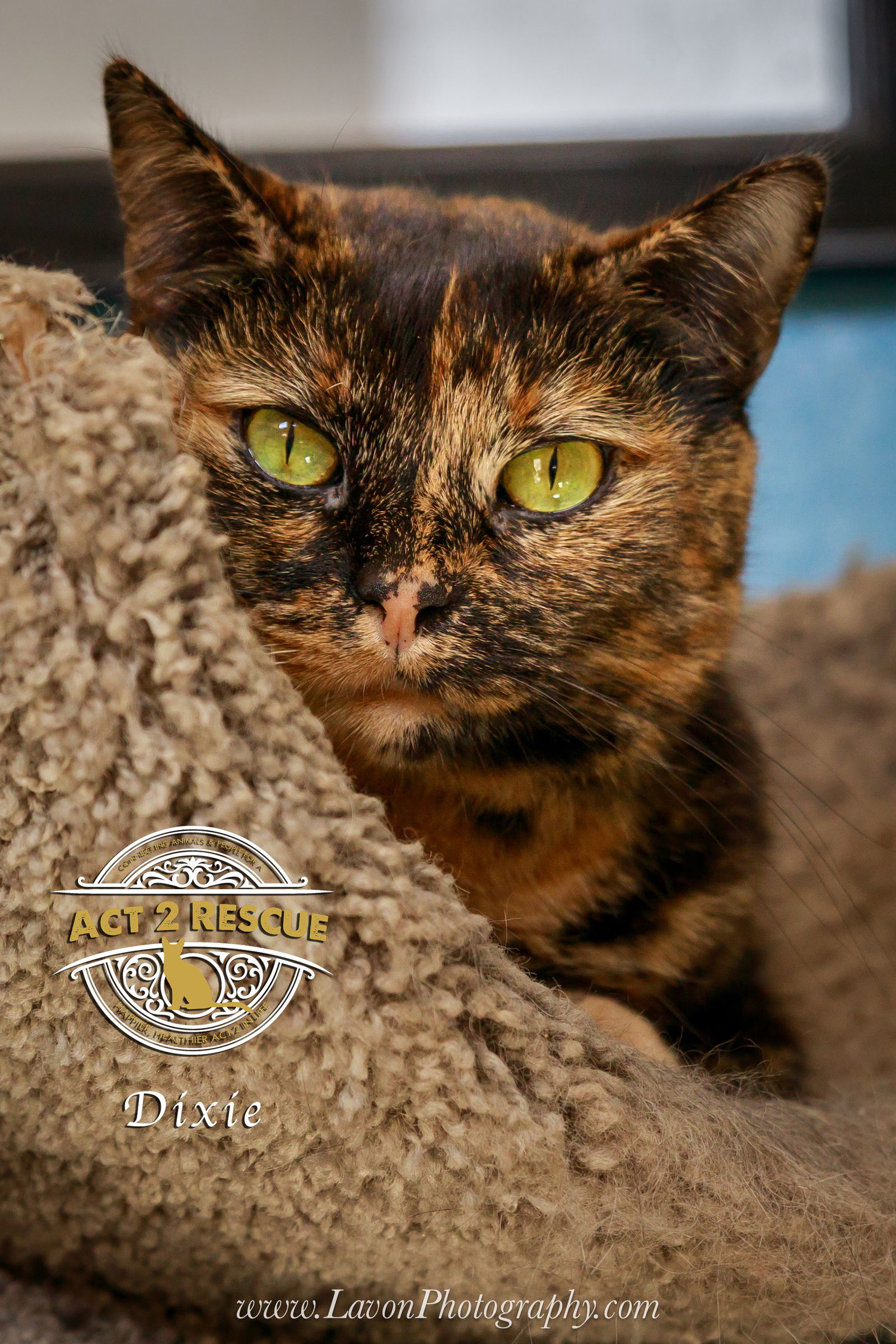 Dixie, an adoptable Tortoiseshell in Riverside, CA, 92503 | Photo Image 2