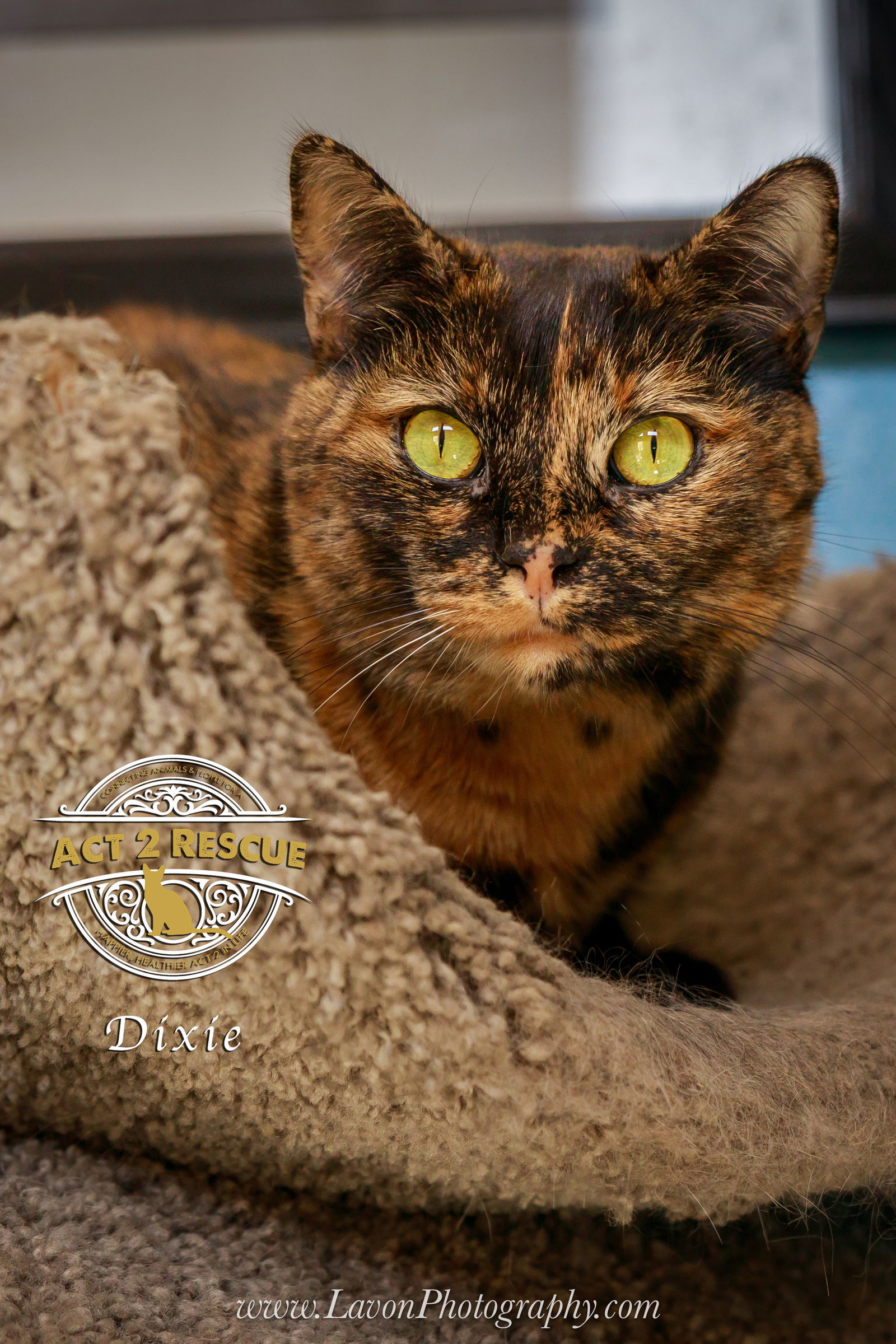 Dixie, an adoptable Tortoiseshell in Riverside, CA, 92503 | Photo Image 3